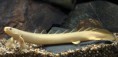 /album/importados-exoticos/polypterus-senegalus-jpg/